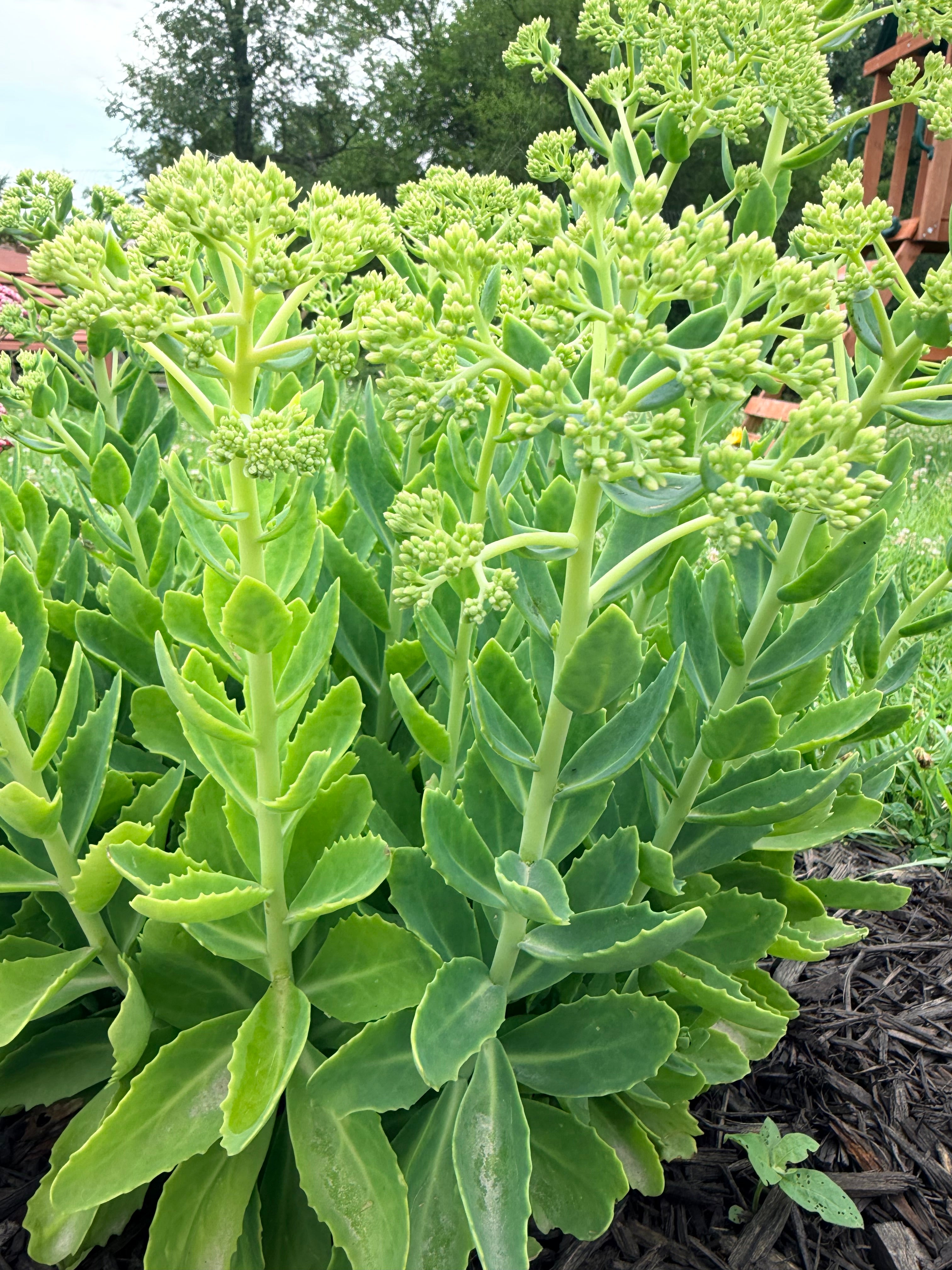 Sedum - Autumn Joy - Bundle of 5 and 10 Stems