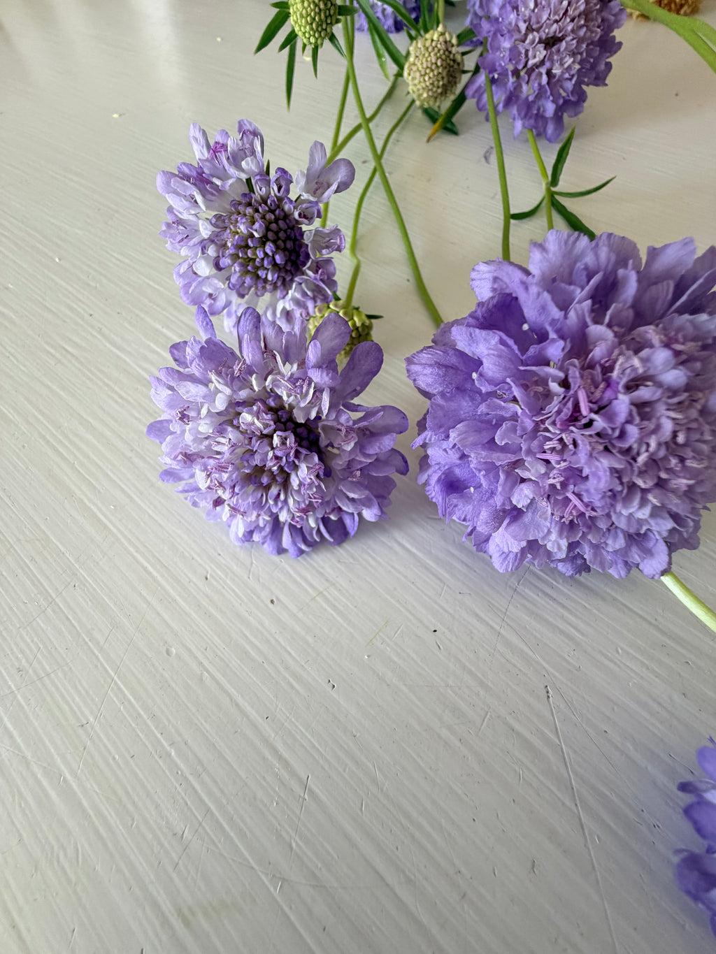 Scabiosa - Blue Cockadee - Bundle of 10 Stems
