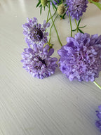 Scabiosa - Blue Cockadee - Bundle of 10 Stems