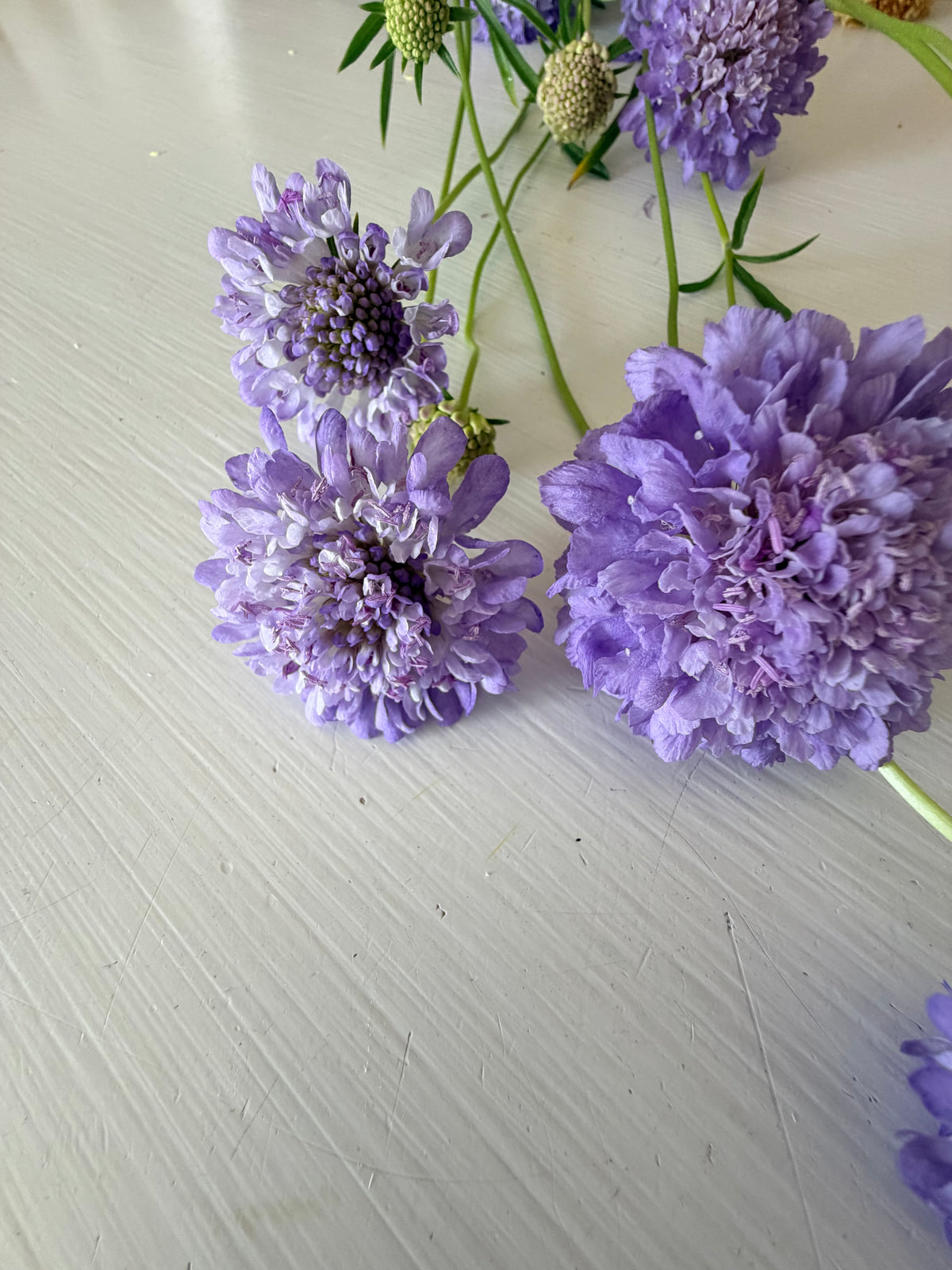 Scabiosa - Blue Cockadee - Bundle of 10 Stems