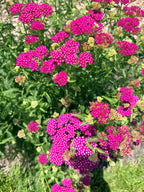 Yarrow - Pink - Bundle of 10 Stems