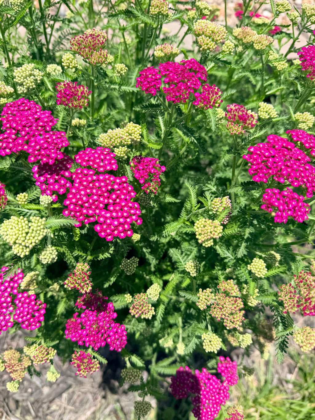 Yarrow - Pink - Bundle of 10 Stems