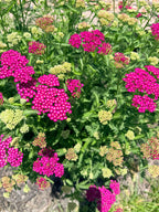 Yarrow - Pink - Bundle of 10 Stems