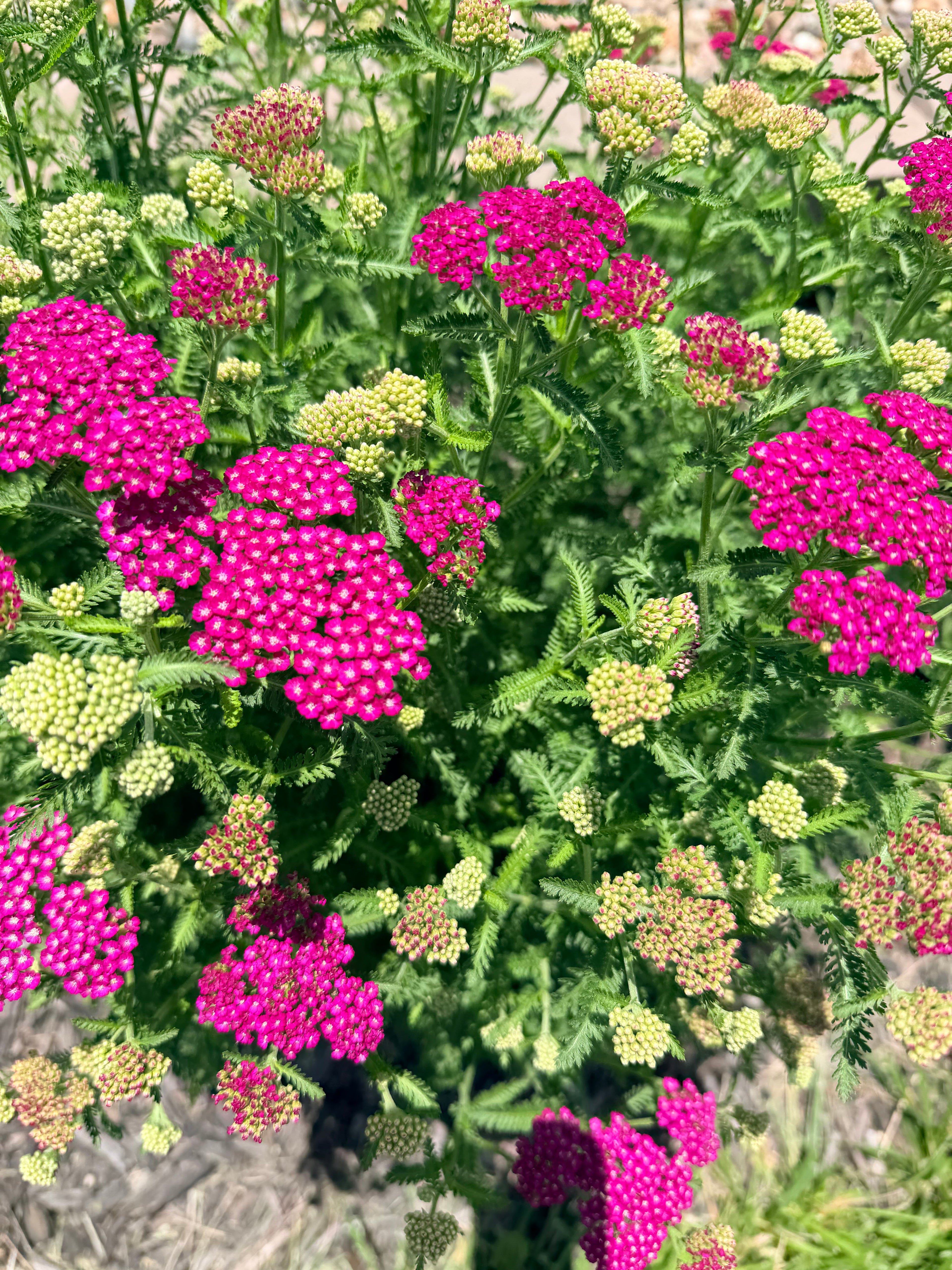 Yarrow - Pink - Bundle of 10 Stems