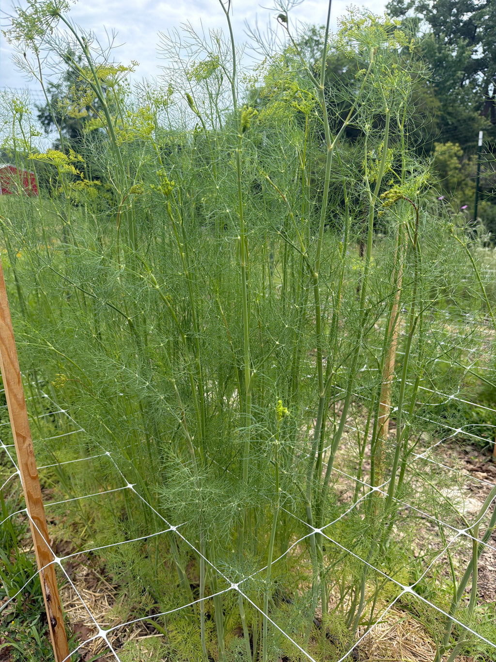 Dill - Bundle of 10 Stems