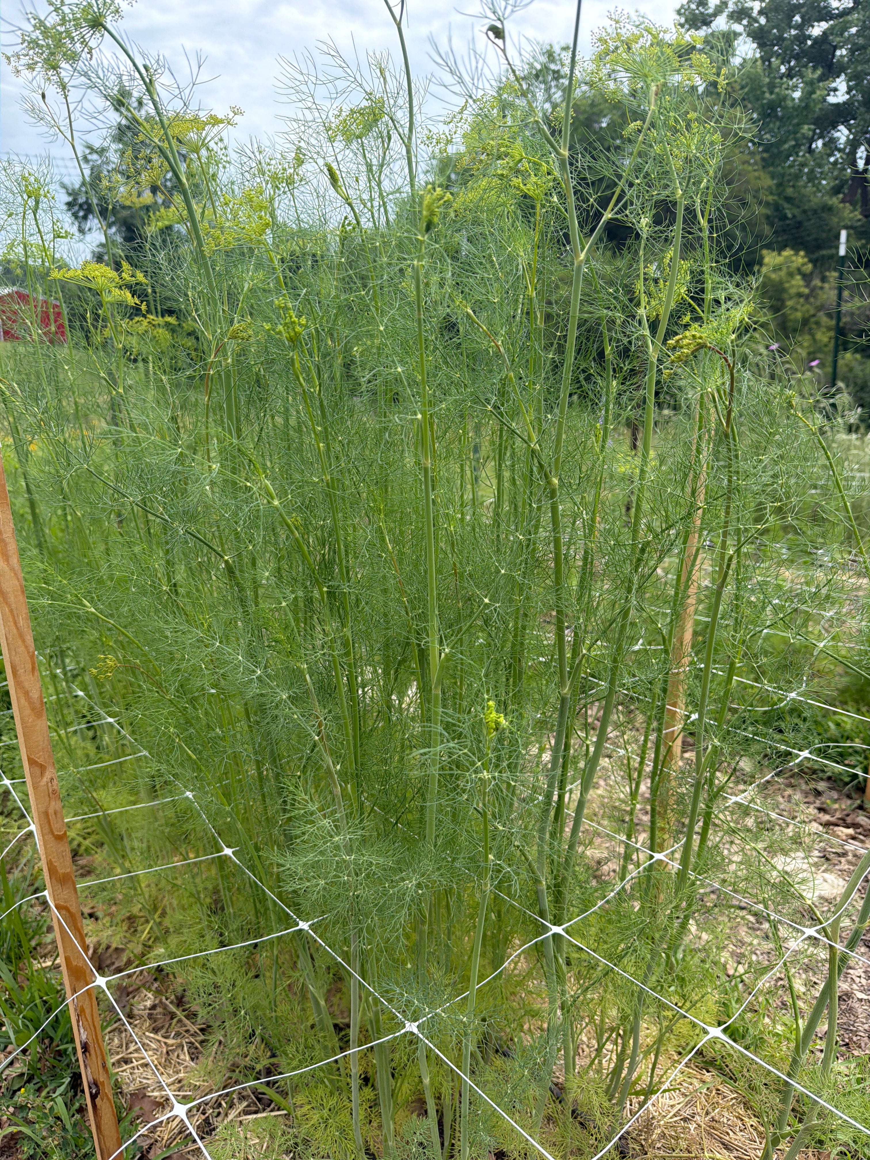 Dill - Bundle of 10 Stems