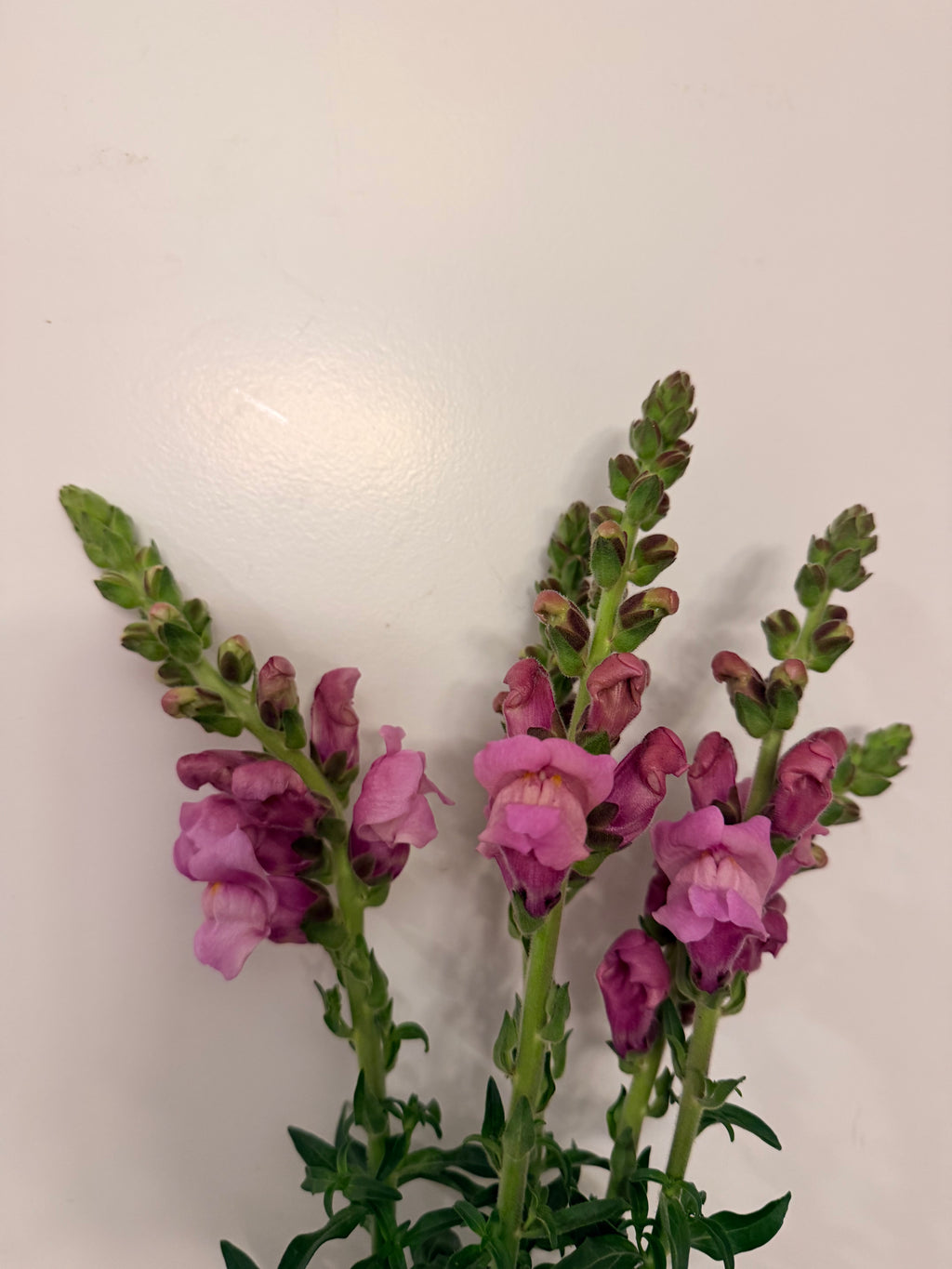 Snapdragon - Bundle of 5 and 10 Stems -  Lavender - Thick/Extra Tall