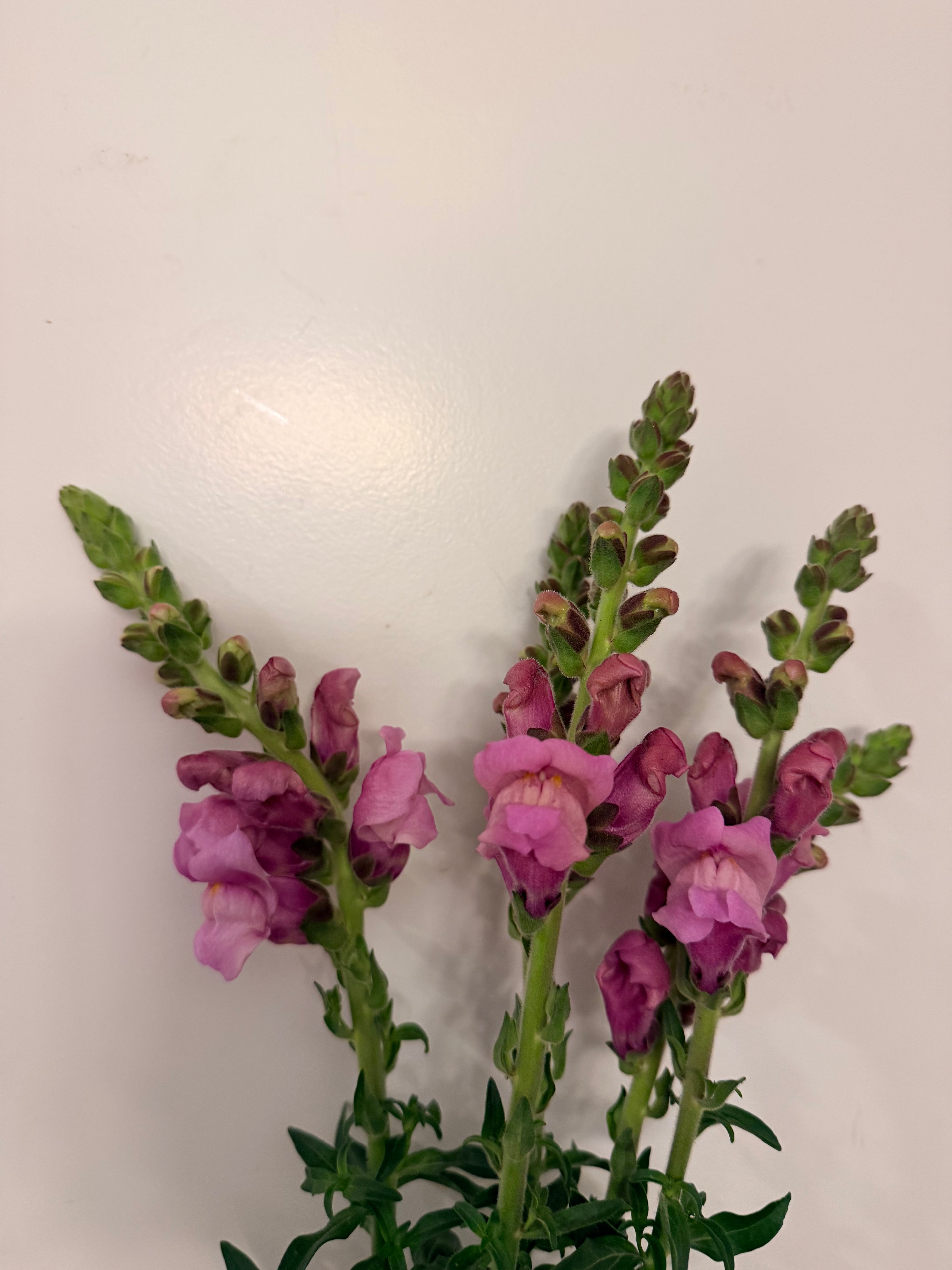 Snapdragon - Bundle of 5 and 10 Stems -  Lavender - Thick/Extra Tall