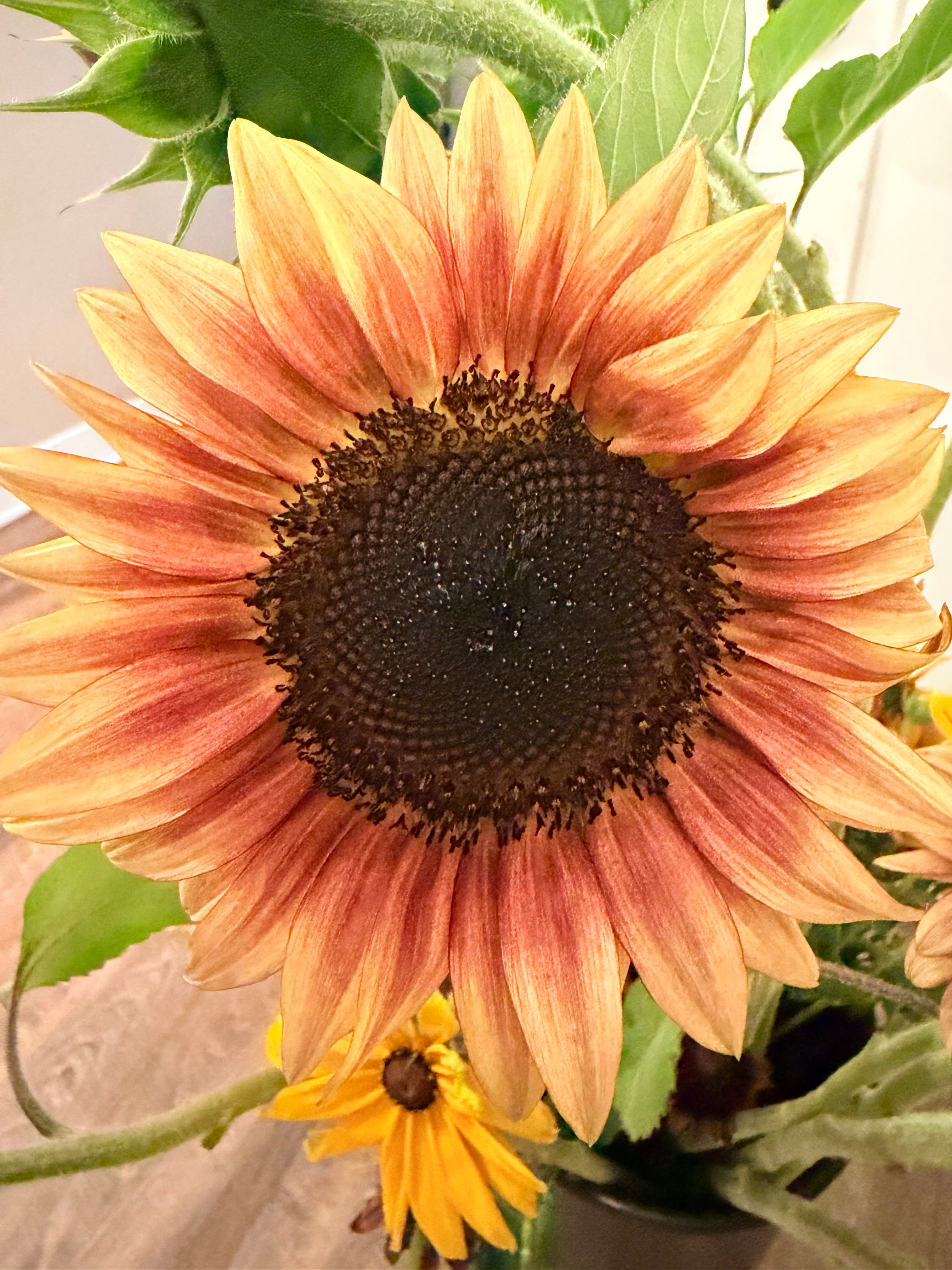 Sunflower (ProCut) - Plum - Bundle of 5 and 10 Stems