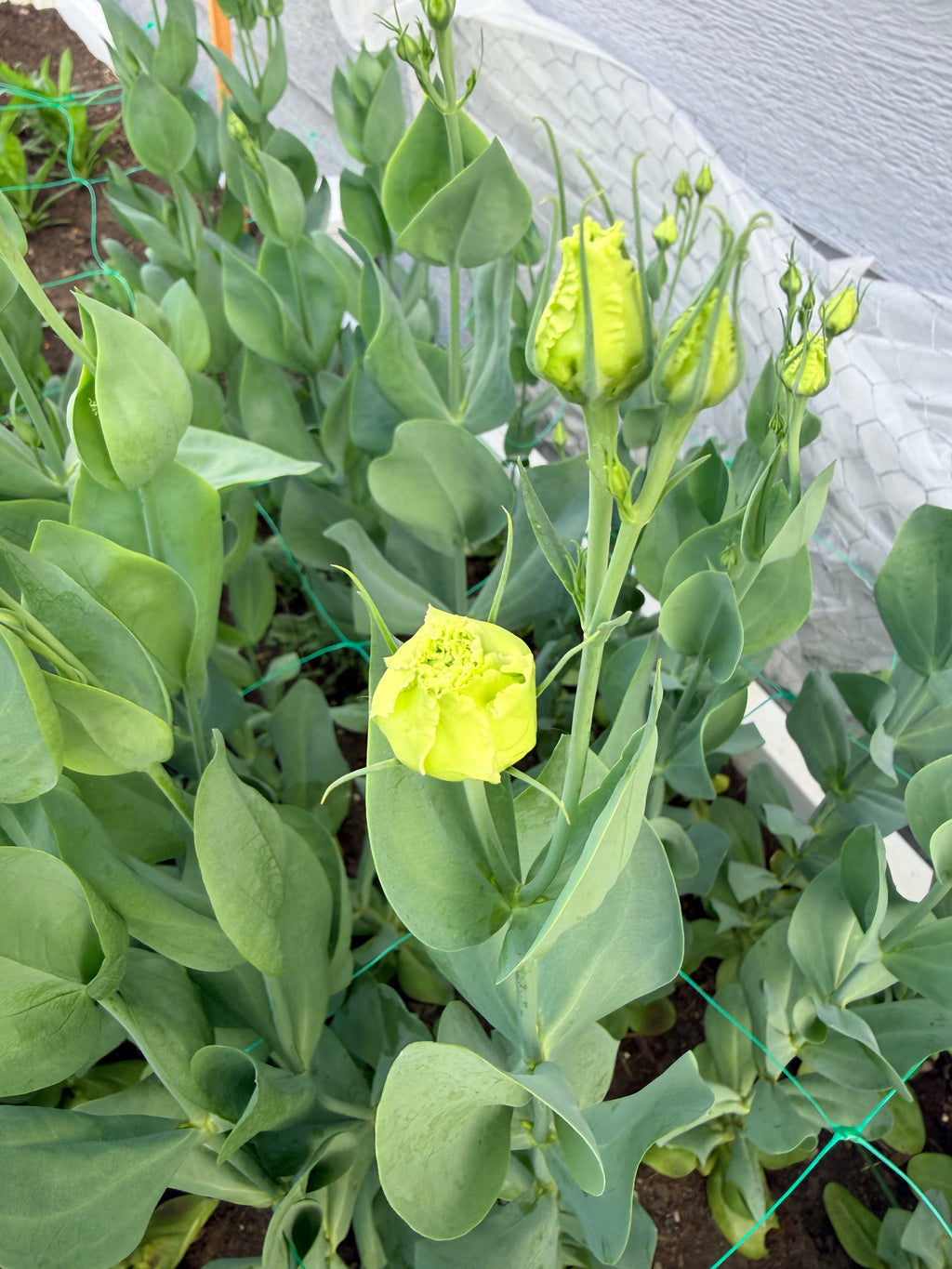 Lisianthus - White - Bundle of 10