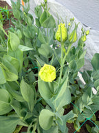 Lisianthus - White - Bundle of 10