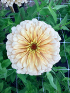 Zinnia - Linen - Bundle of 5 and 10 Stems