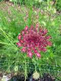 Dara - Bundle of 5 and 10 Stems