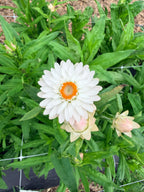 Strawflower - Silvery Rose - Bundle of 5 and 10 Stems
