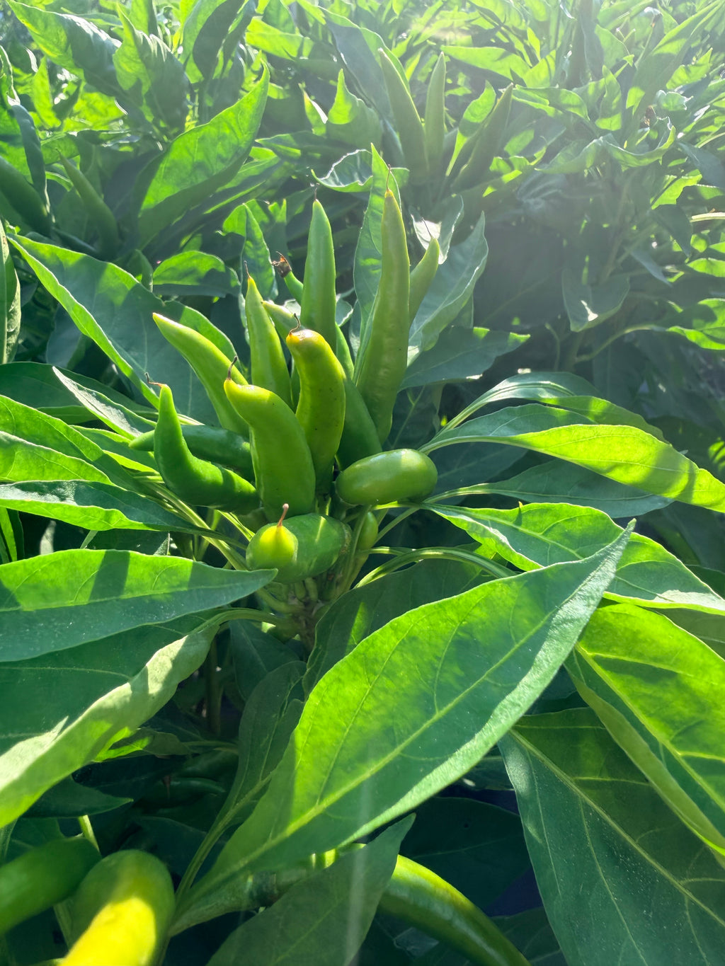 Rooster Peppers - Bundle of 5 and 10 Stems - Coming Soon!