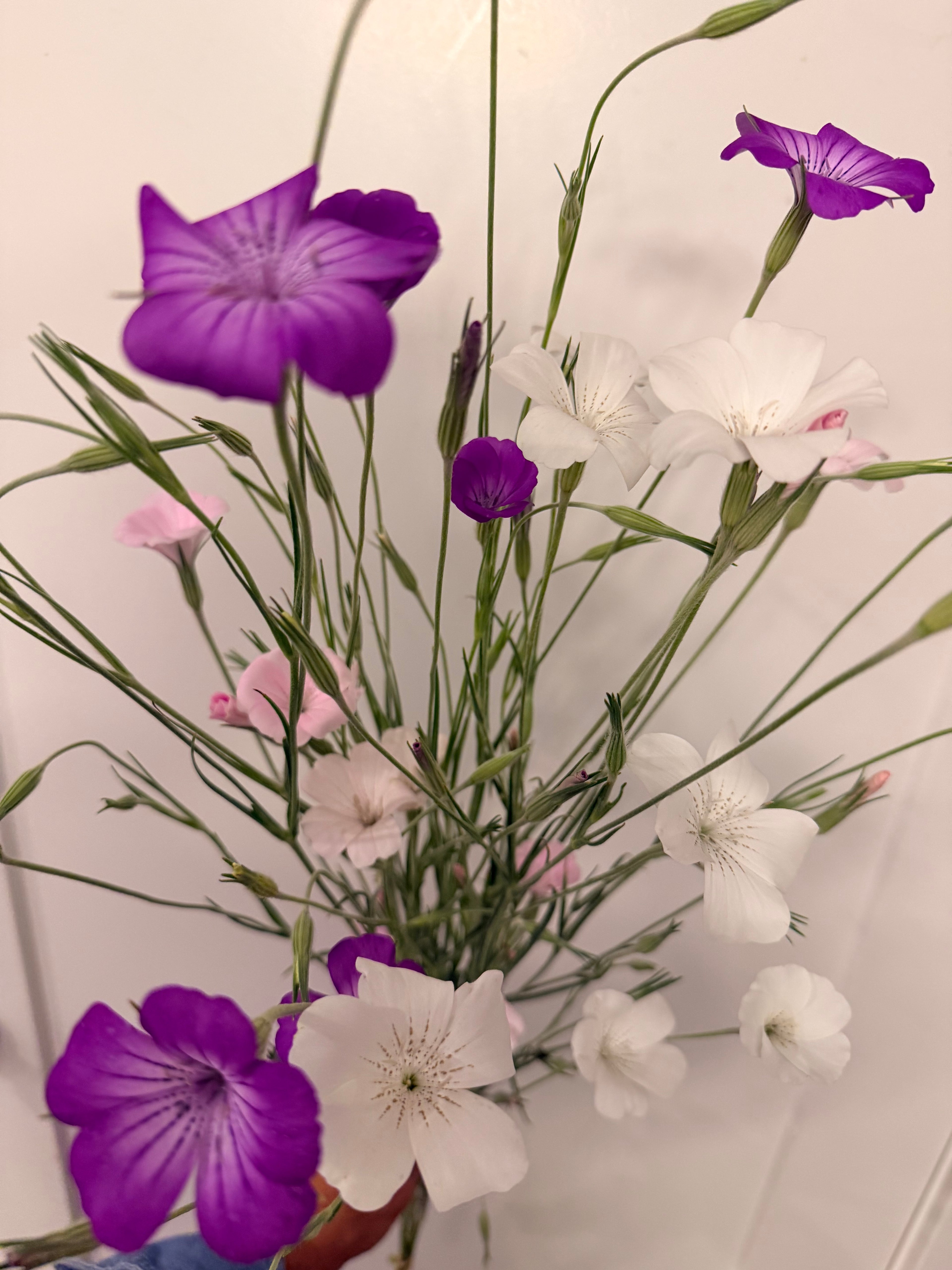Corn Cockle - Mixed Bunch - Bundle of 10 Stems