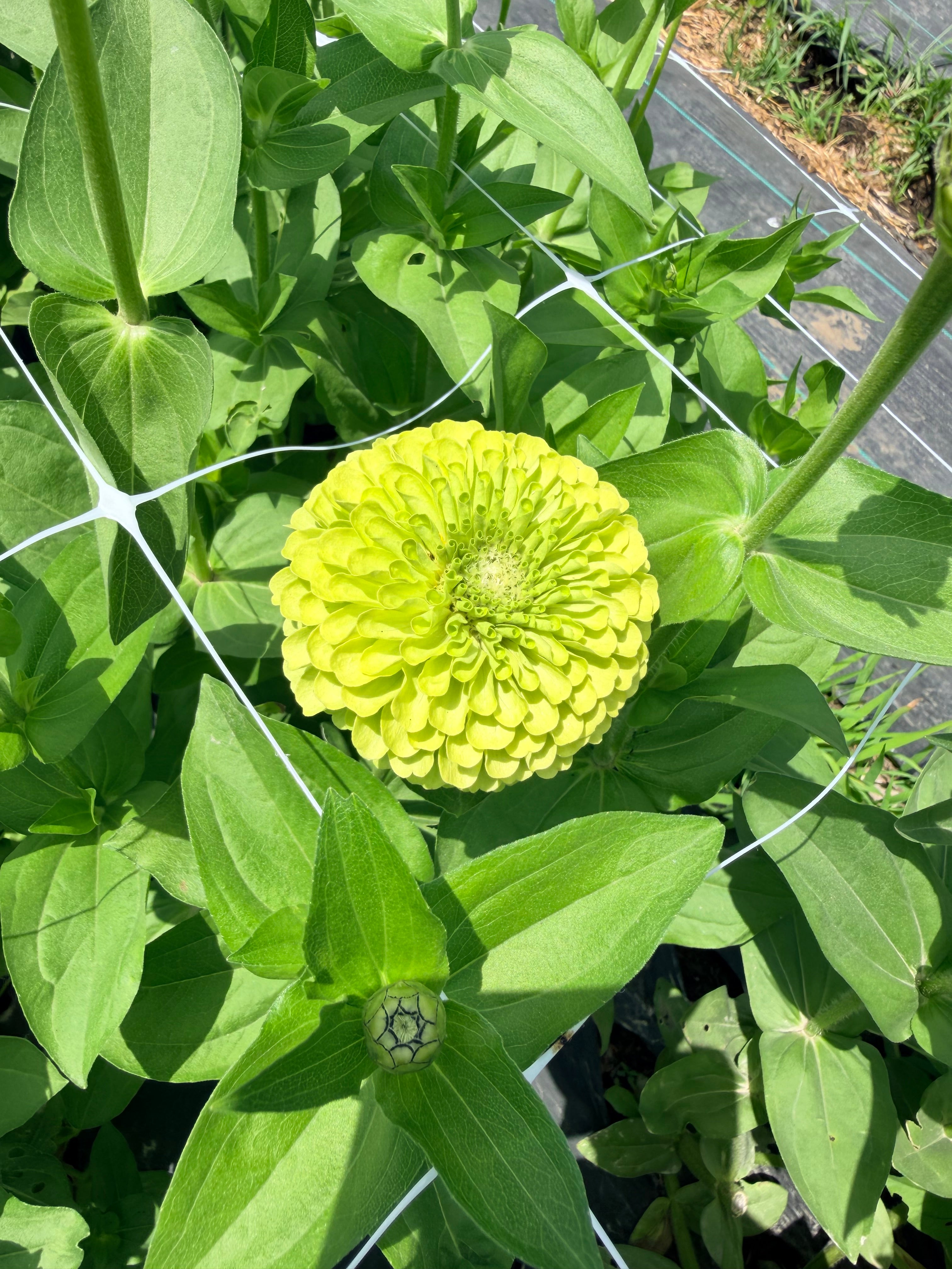 Zinnia - Benary Lime - Bundle of 5 and 10 Stems