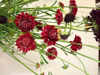 Scabiosa - Fire King - Bundle of 10 Stems