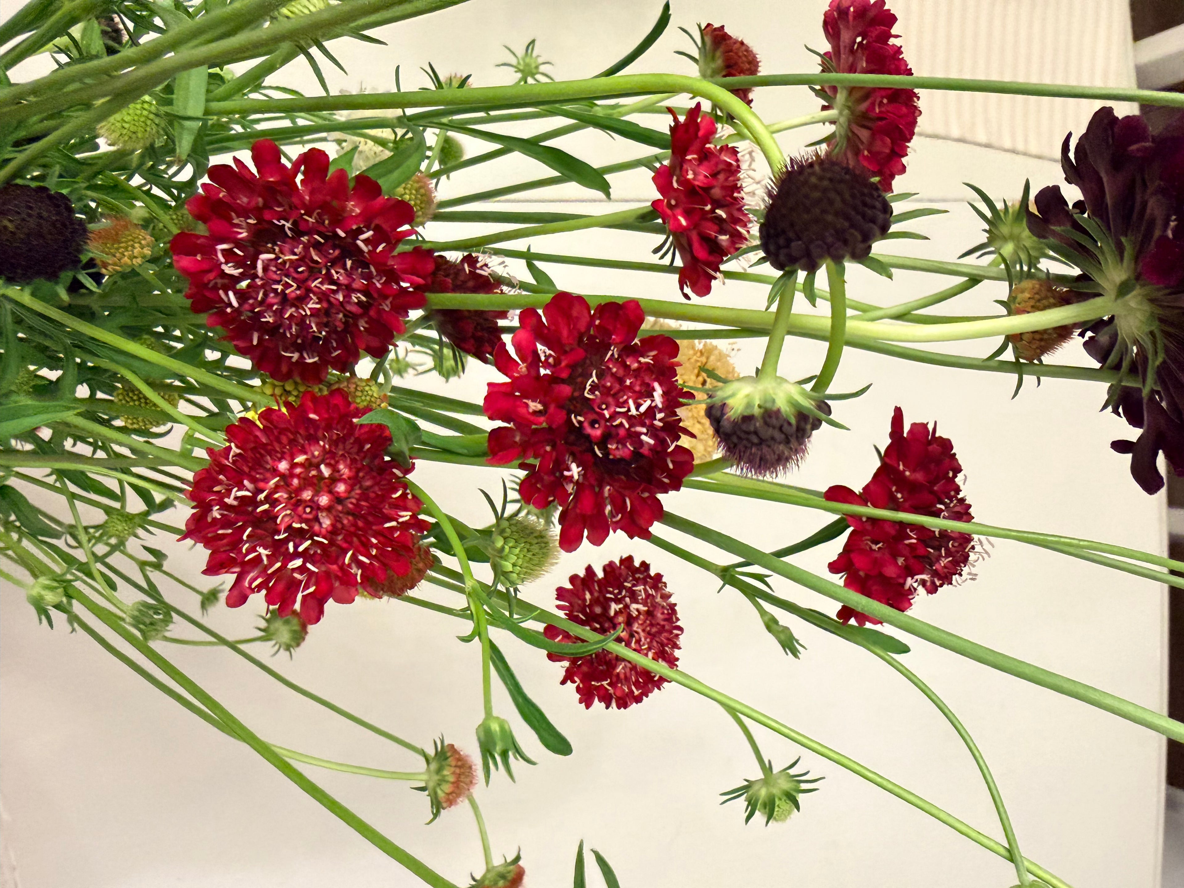Scabiosa - Fire King - Bundle of 10 Stems