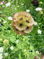 Scabiosa - Ping Pong - Bundle of 10 Stems
