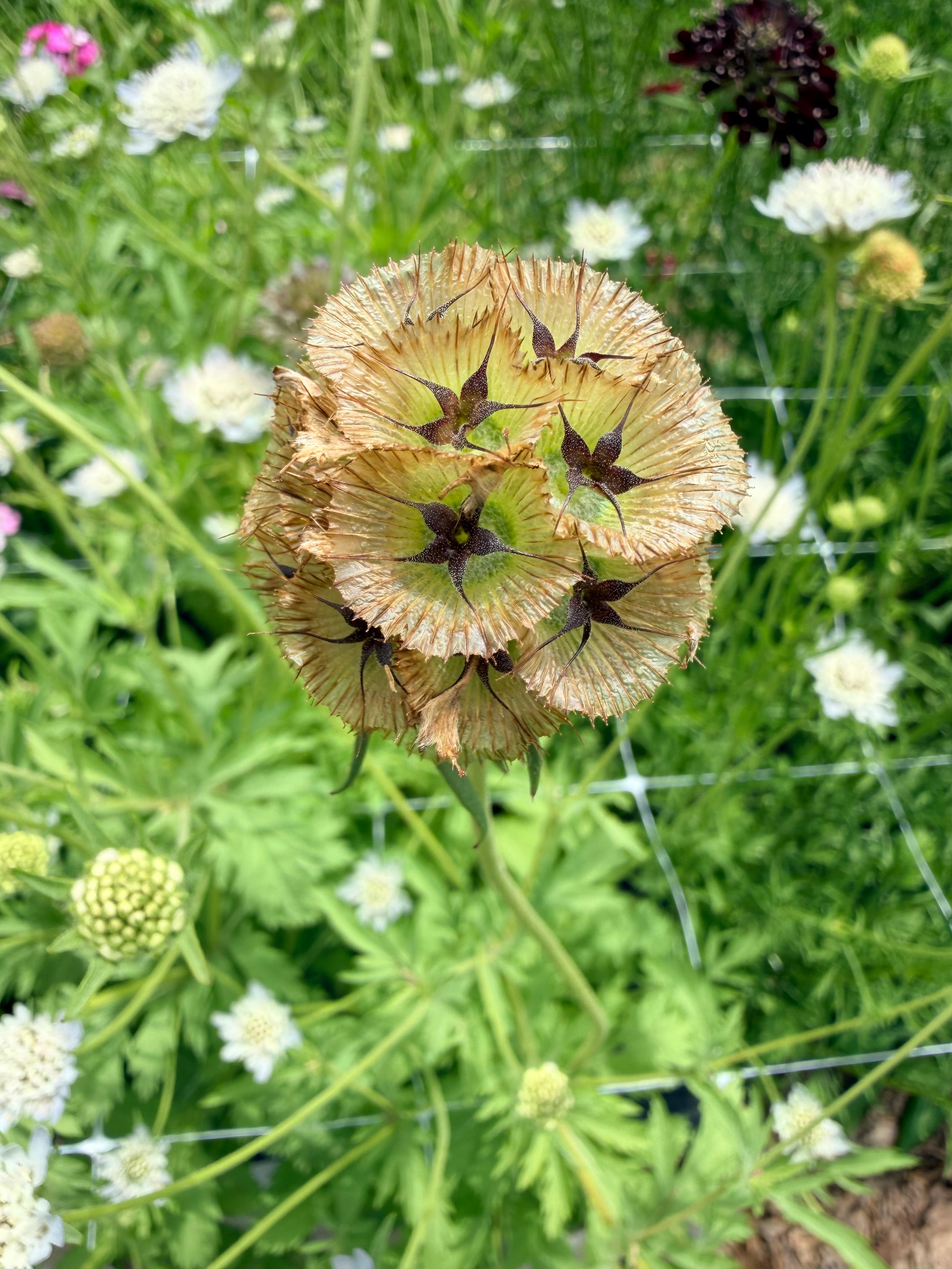 Scabiosa - Ping Pong - Bundle of 10 Stems
