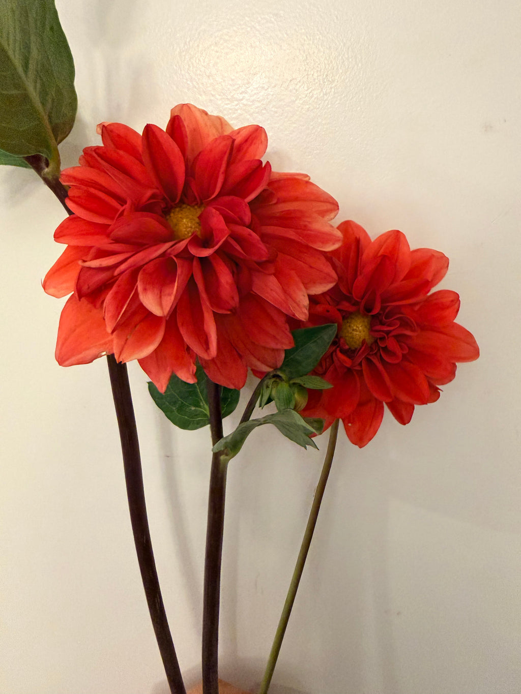 Dahlias - Mixed Bunch - Bundle of 5 and 10 Stems