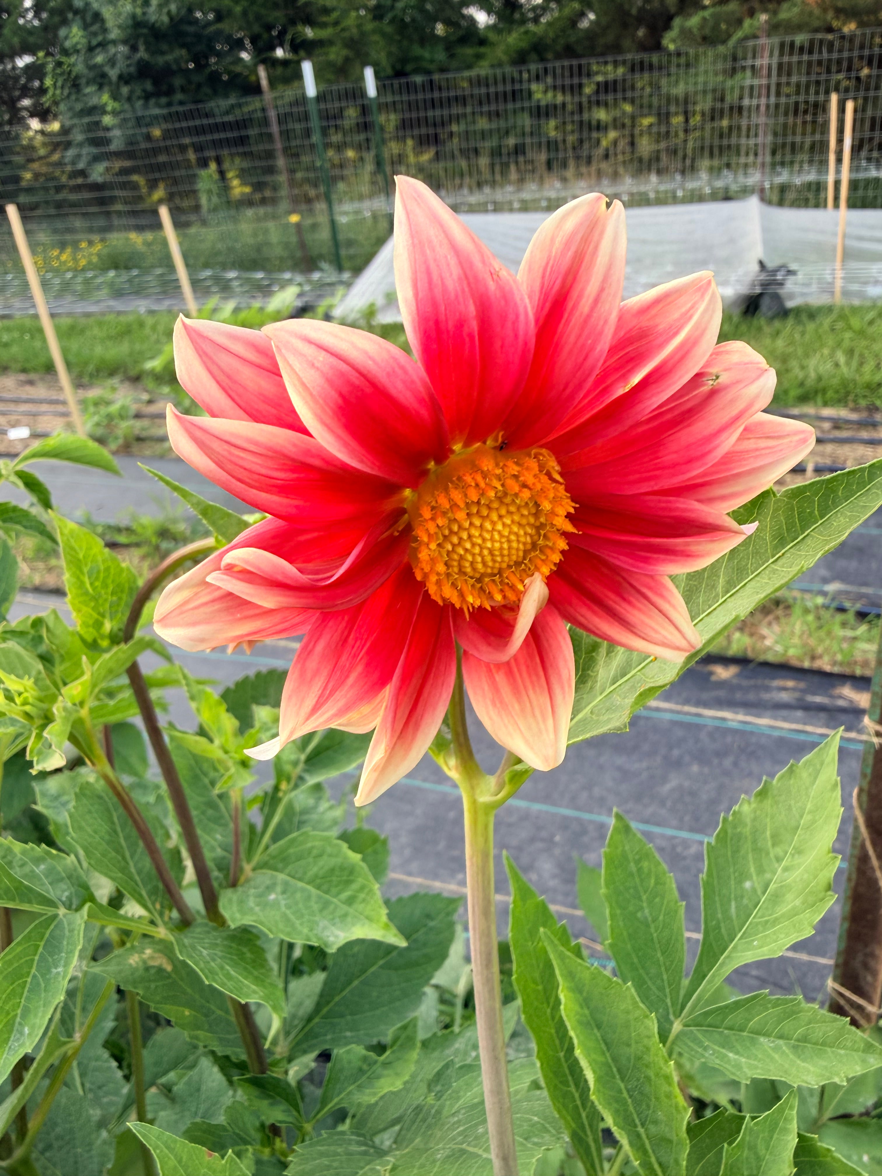 Dahlias - Mixed Bunch - Bundle of 5 and 10 Stems