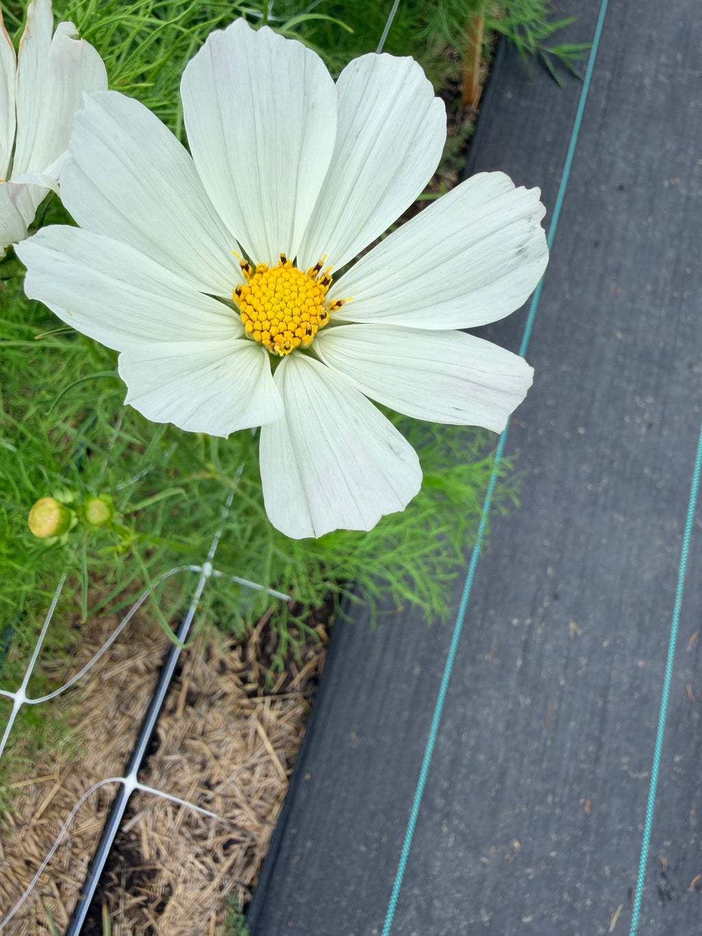 Cosmos - White - Bundle of 10 Stems