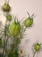 Nigella - Mixed Bunch - Bundle of 10 Stems