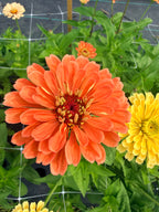 Zinnia - Benary's Salmon - Bundle of 5 and 10 Stems