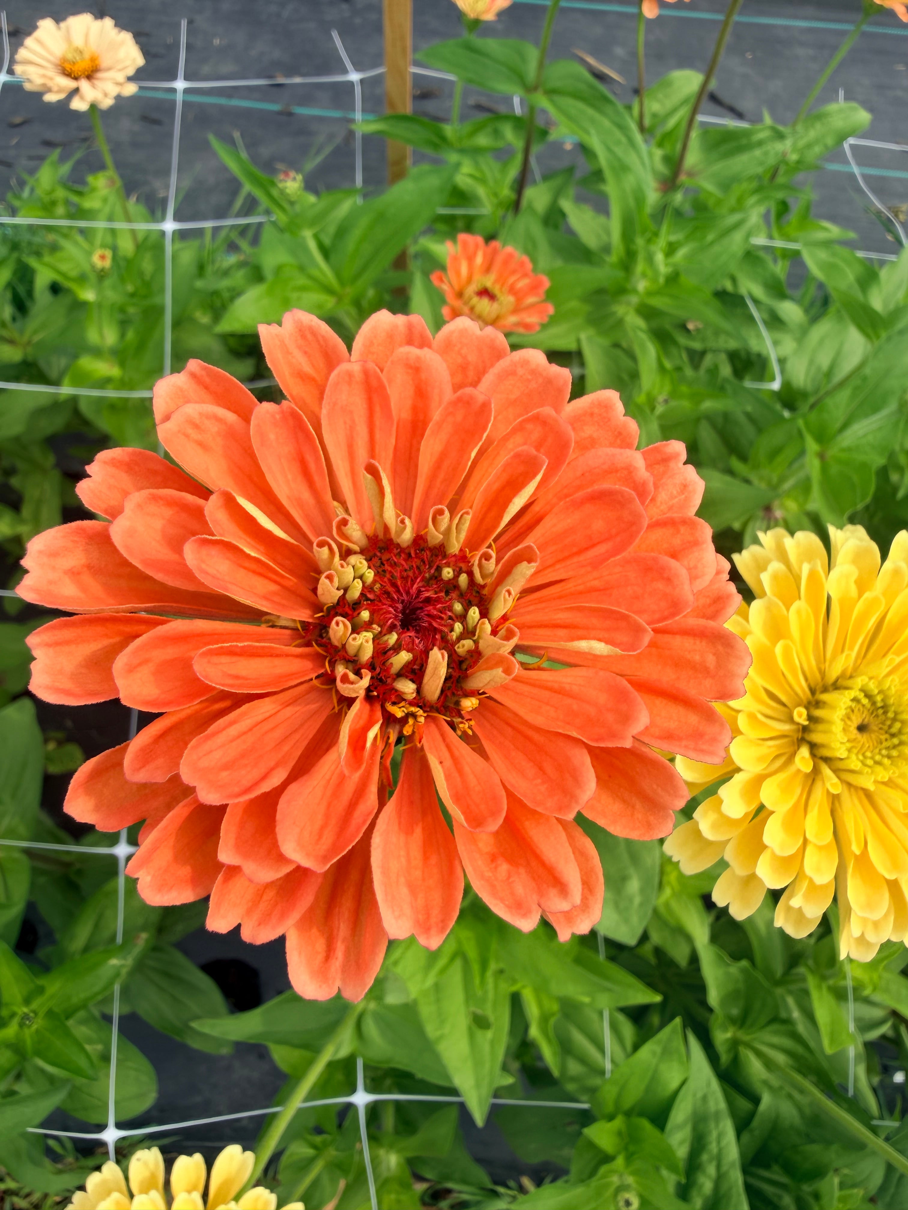 Zinnia - Benary's Salmon - Bundle of 5 and 10 Stems