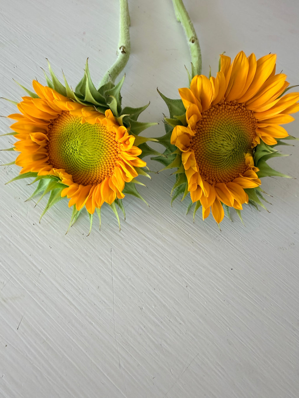 Sunflower (ProCut) - Gold Lite - Bundle of 5 and 10 Stems