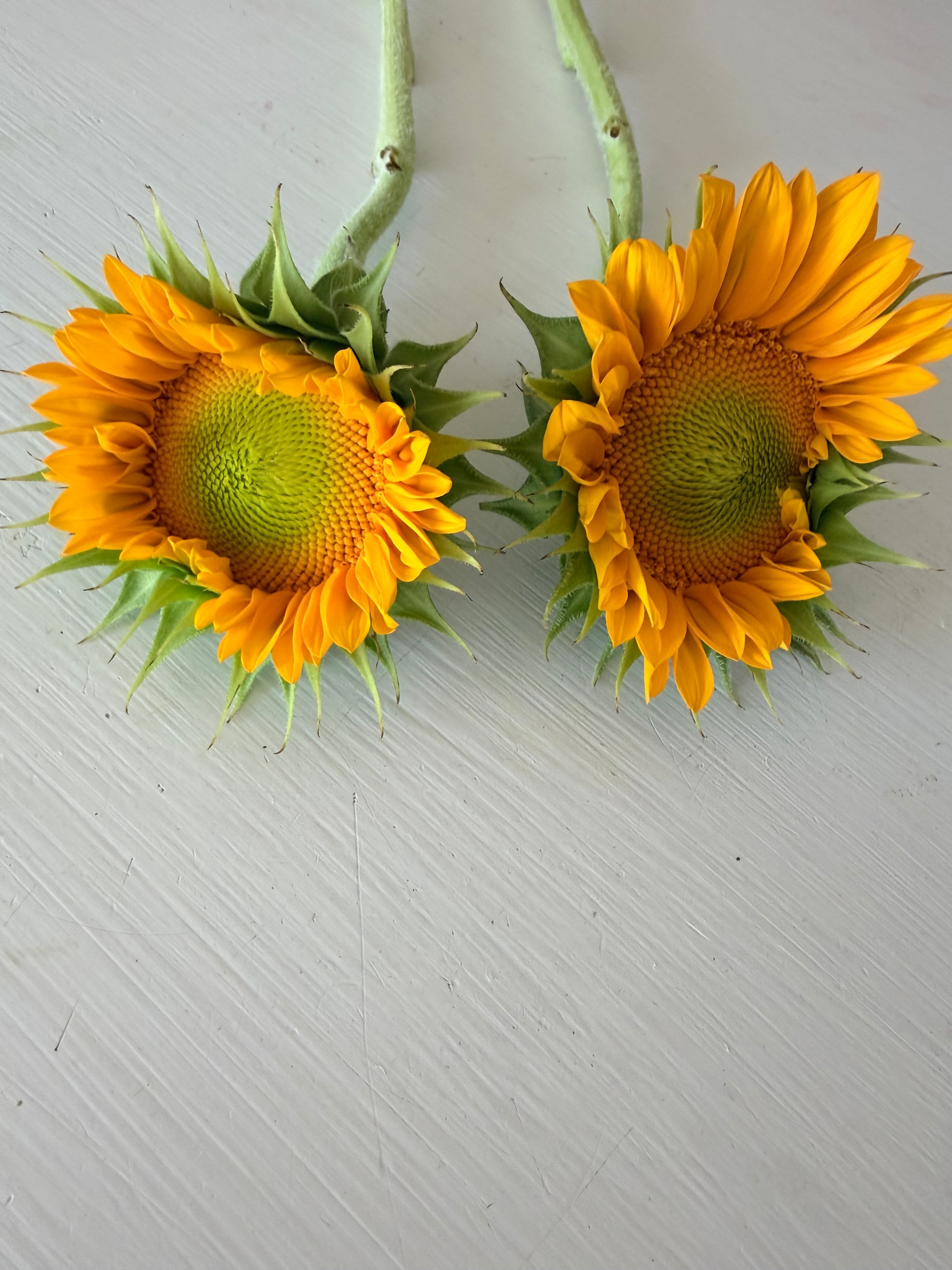 Sunflower (ProCut) - Gold Lite - Bundle of 5 and 10 Stems