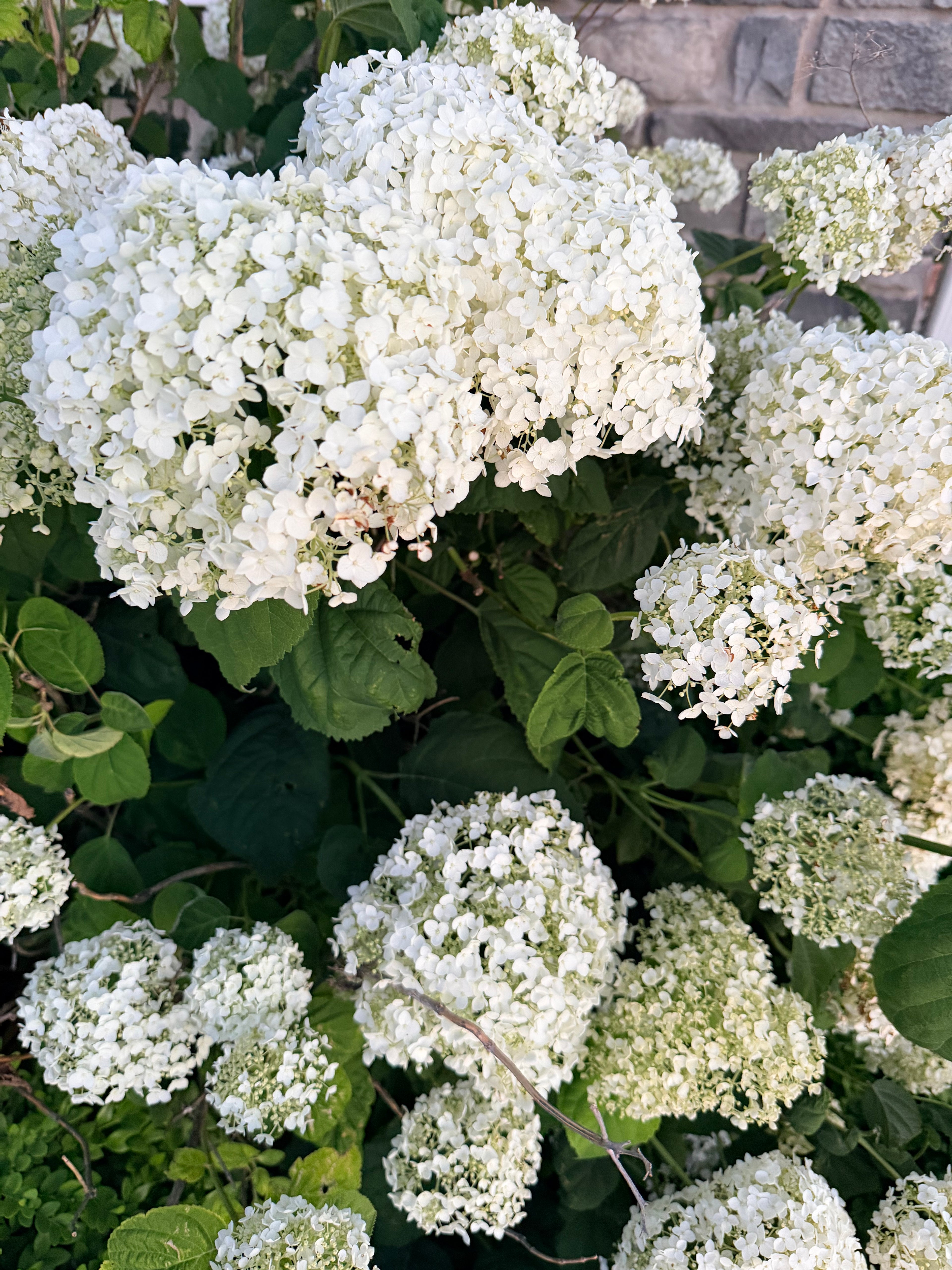 Hydrangea - Incrediball - By the Stem