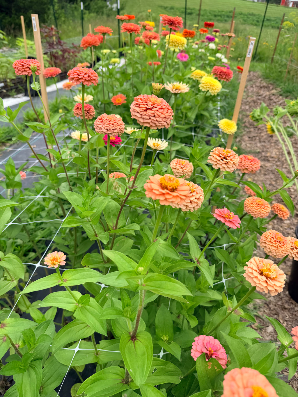 Zinnia - Mixed Bunch - Bundle of 10 Stems or Bucket of 50
