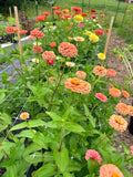 Zinnia - Mixed Bunch - Bundle of 10 Stems or Bucket of 50