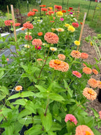 Zinnia - Mixed Bunch - Bundle of 10 Stems or Bucket of 50