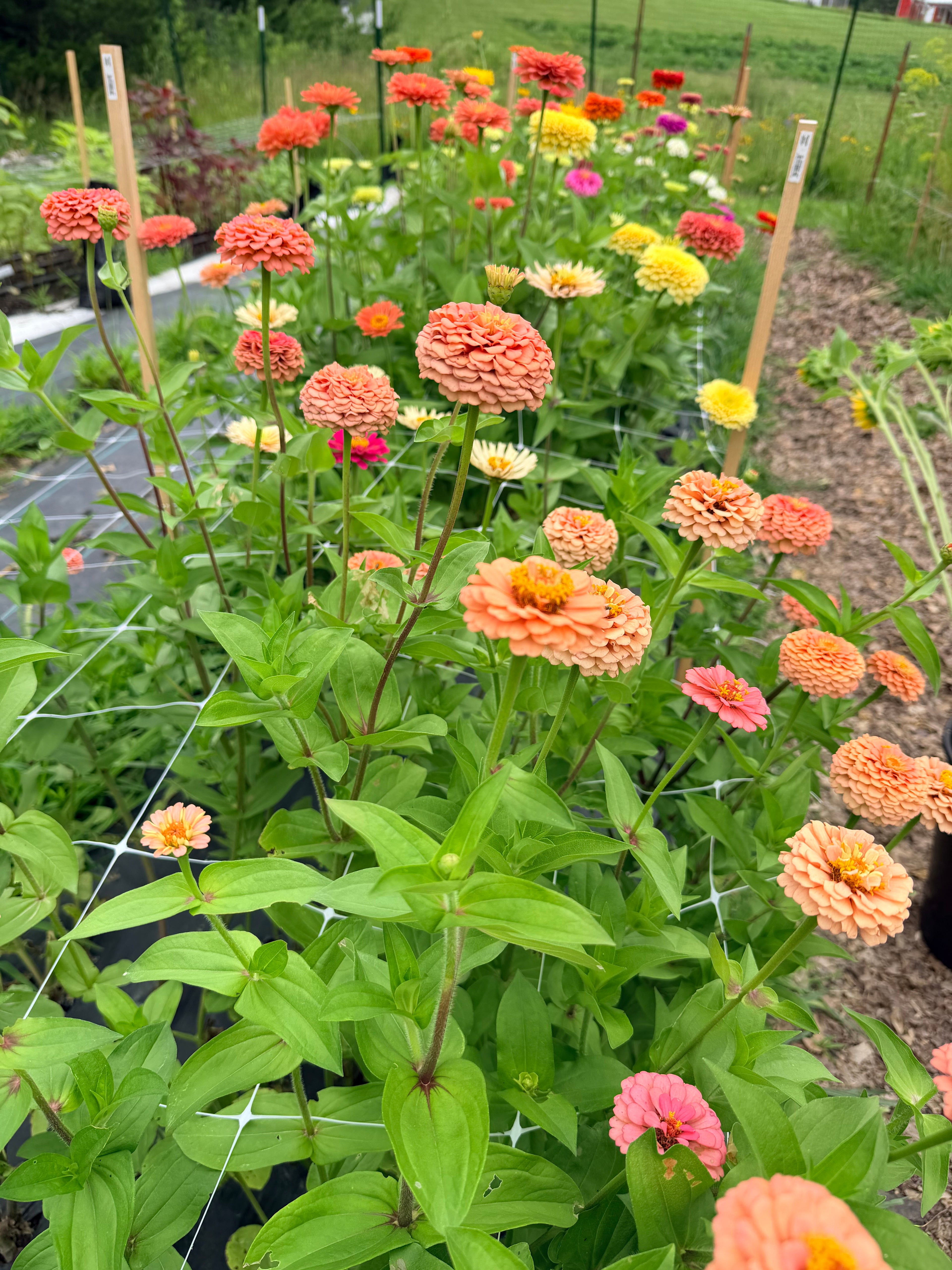 Zinnia - Mixed Bunch - Bundle of 10 Stems or Bucket of 50