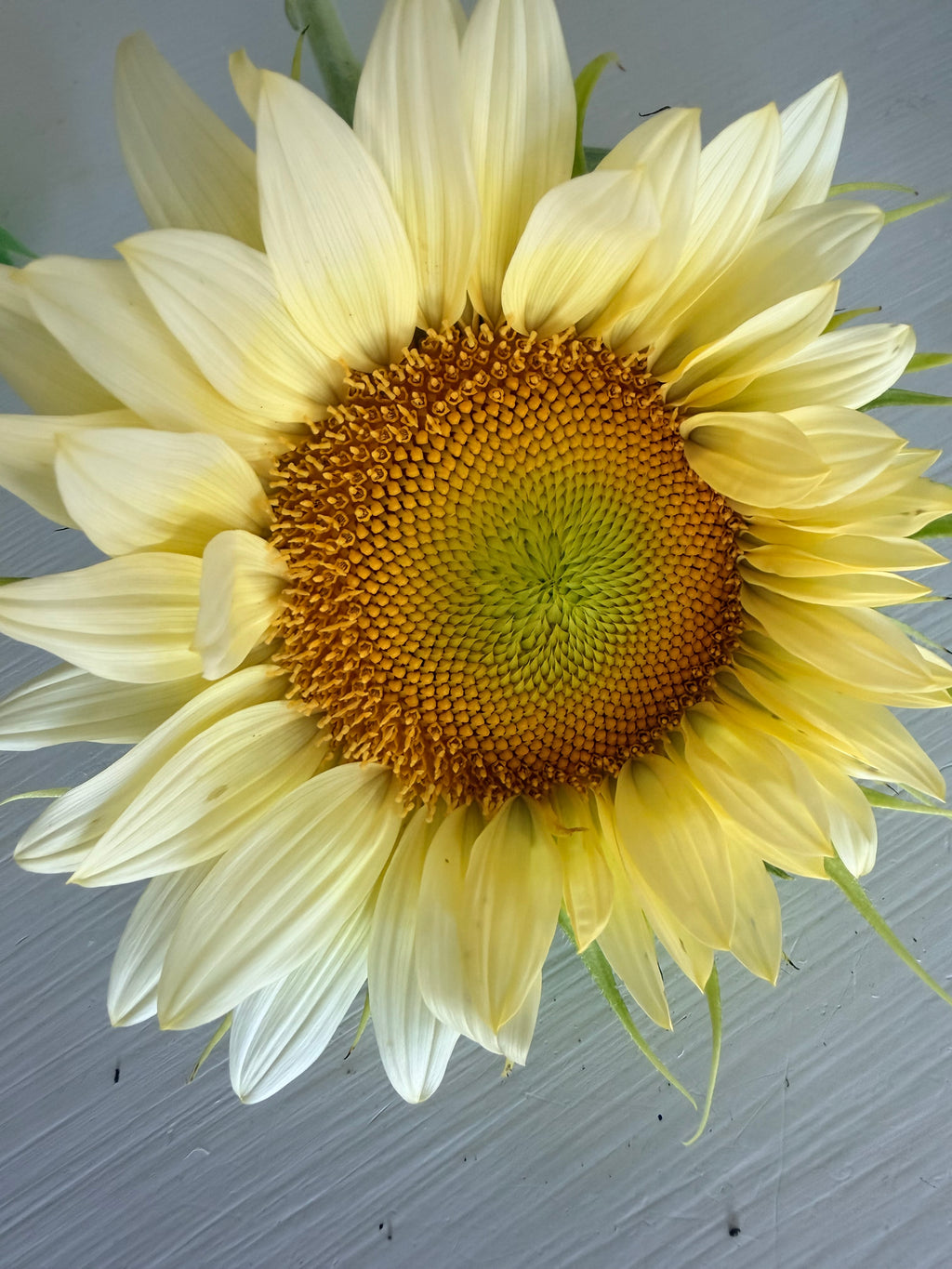 Sunflower (ProCut) - White Lite - Bundle of 5 and 10 Stems