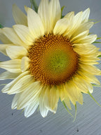 Sunflower (ProCut) - White Lite - Bundle of 5 and 10 Stems