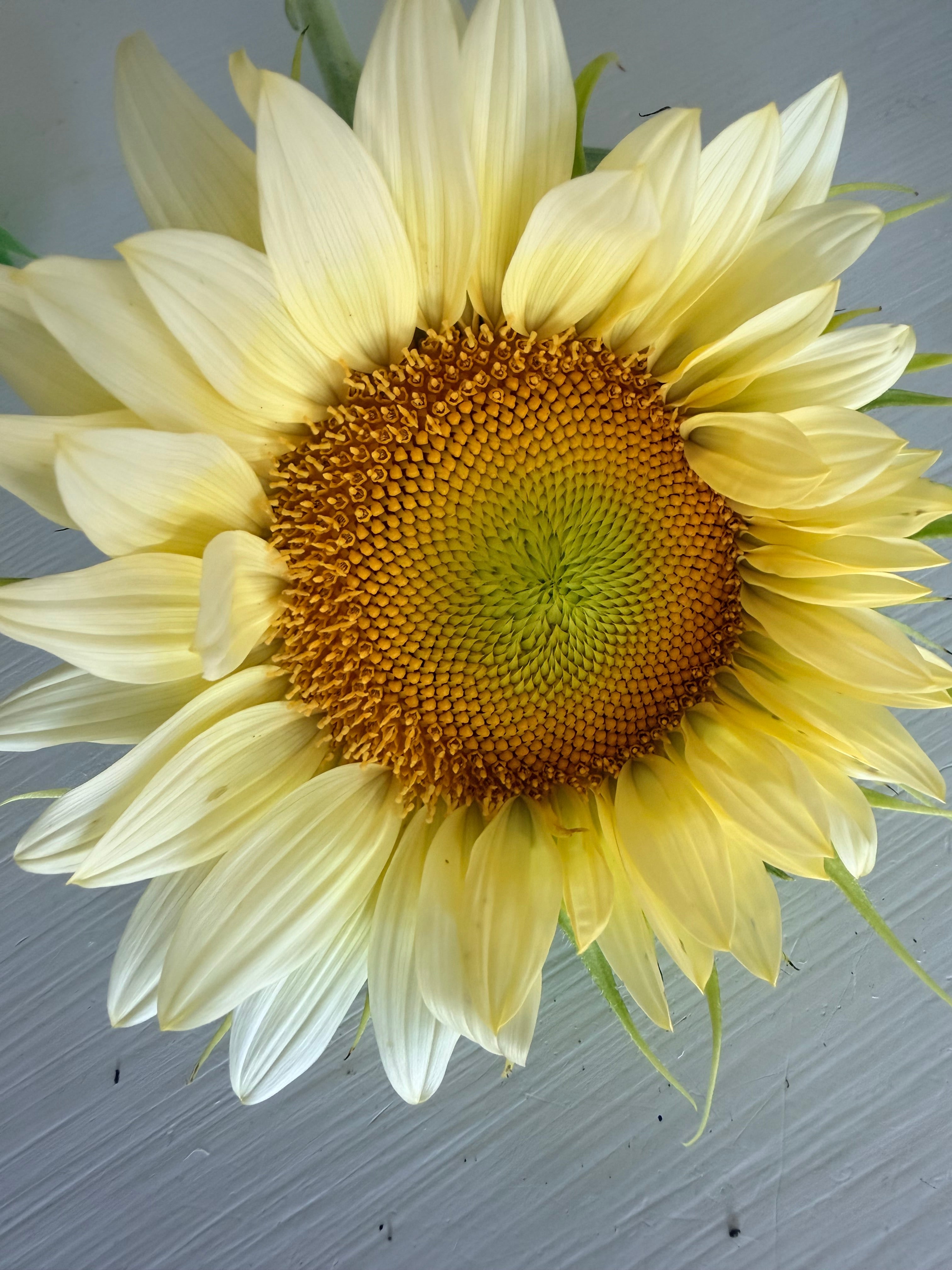 Sunflower (ProCut) - White Lite - Bundle of 5 and 10 Stems