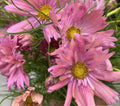 Cosmos - Pink Rose - Bundle of 10 Stems - Coming Soon!