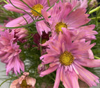 Cosmos - Pink Rose - Bundle of 10 Stems - Coming Soon!
