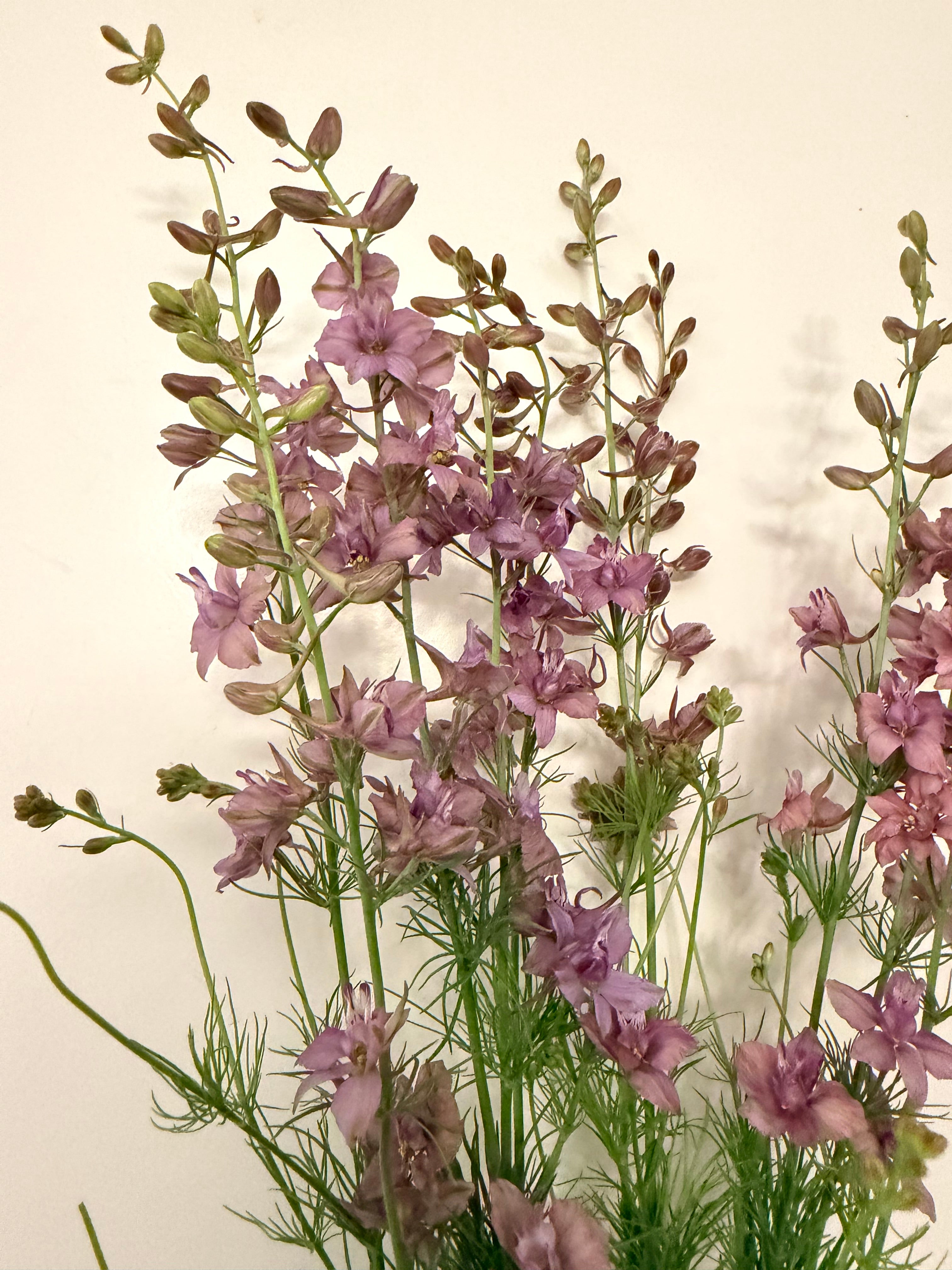 Larkspur - Misty Lavender - Bundle of 10 Stems