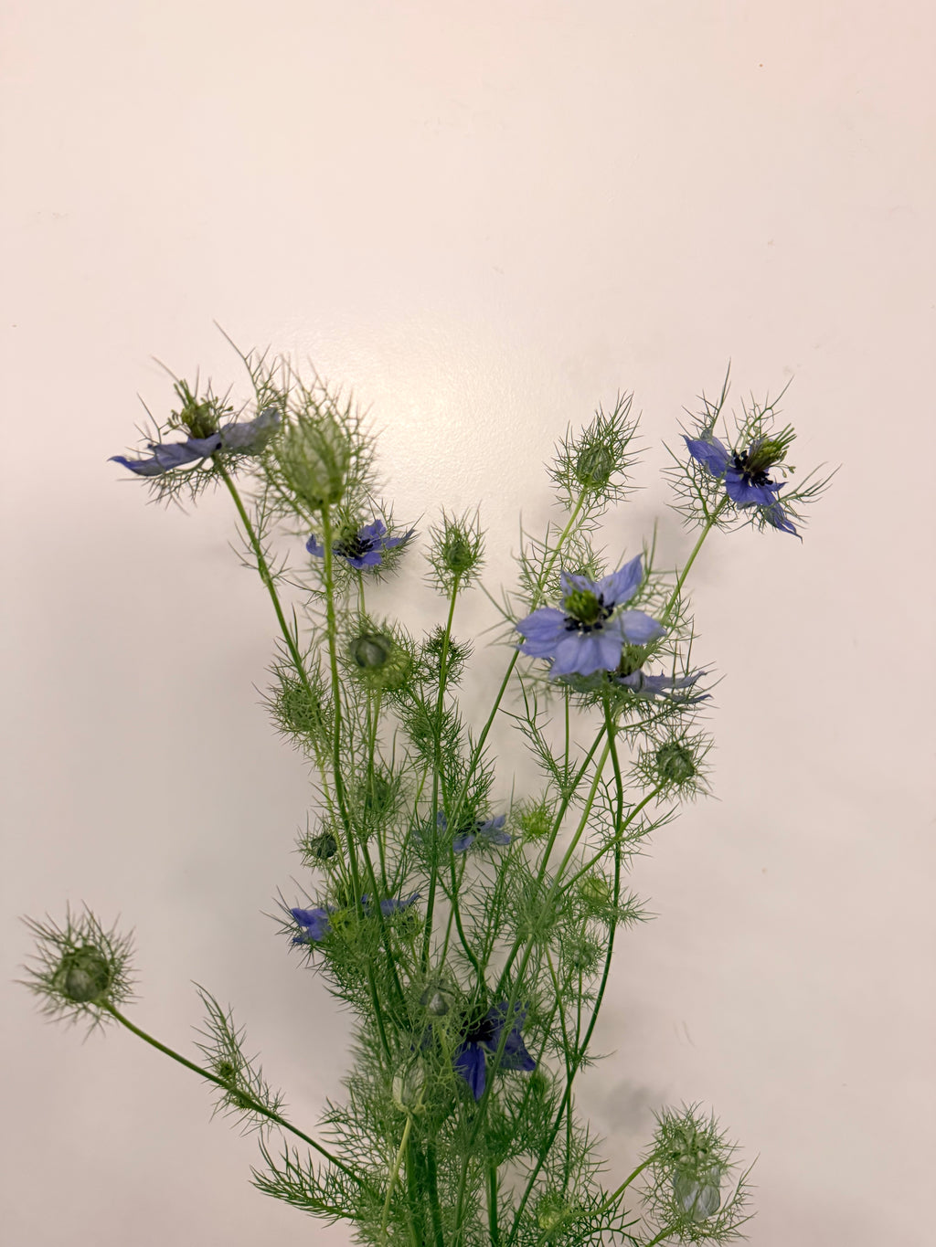 Nigella - Mixed Bunch - Bundle of 10 Stems