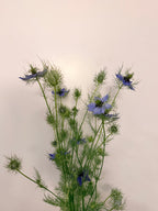 Nigella - Mixed Bunch - Bundle of 10 Stems