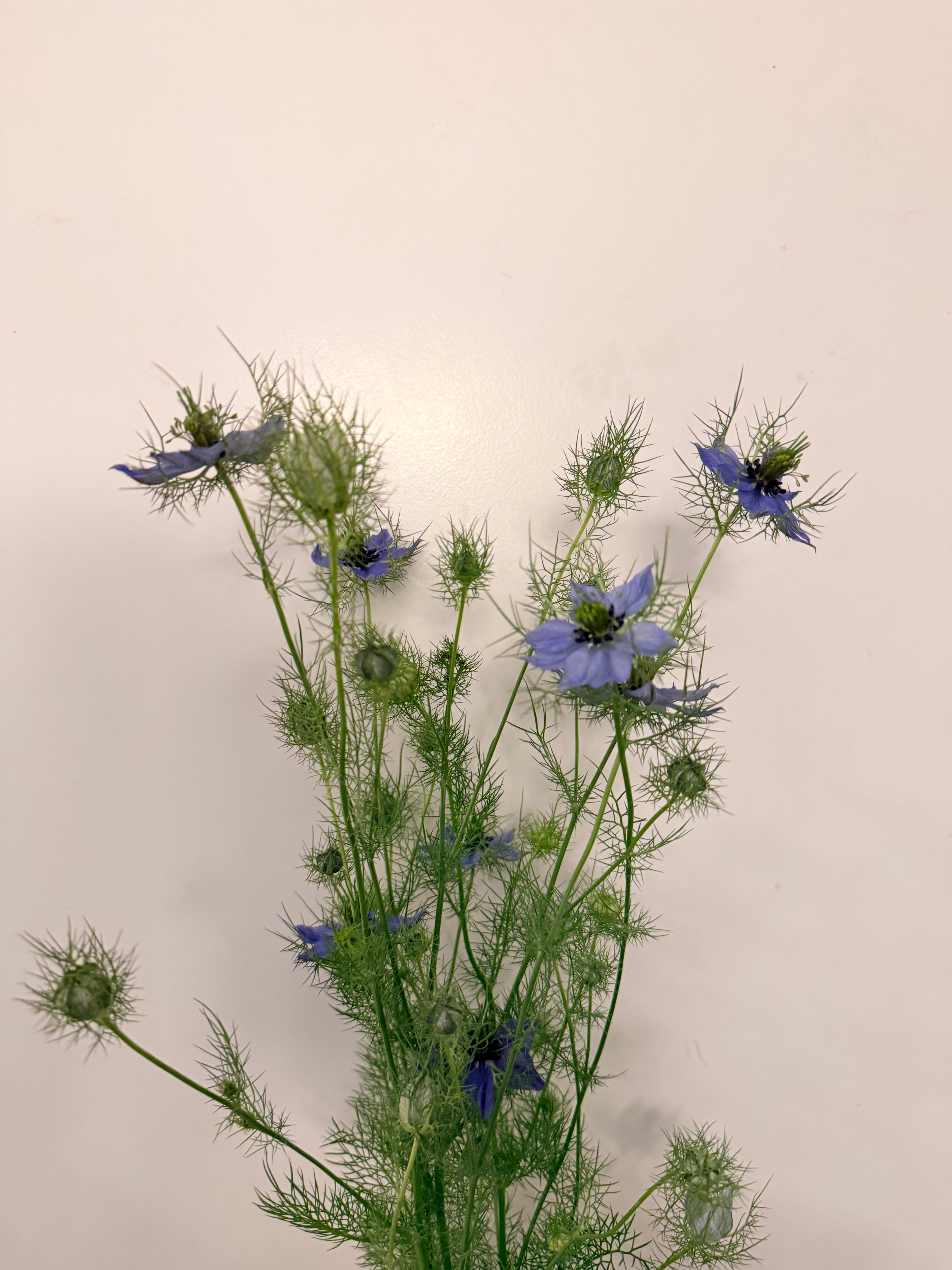Nigella - Love-in-a-Mist - Bundle of 10 Stems