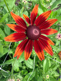 Rudbeckia - Cherry Brandy - Bundle of 10 Stems