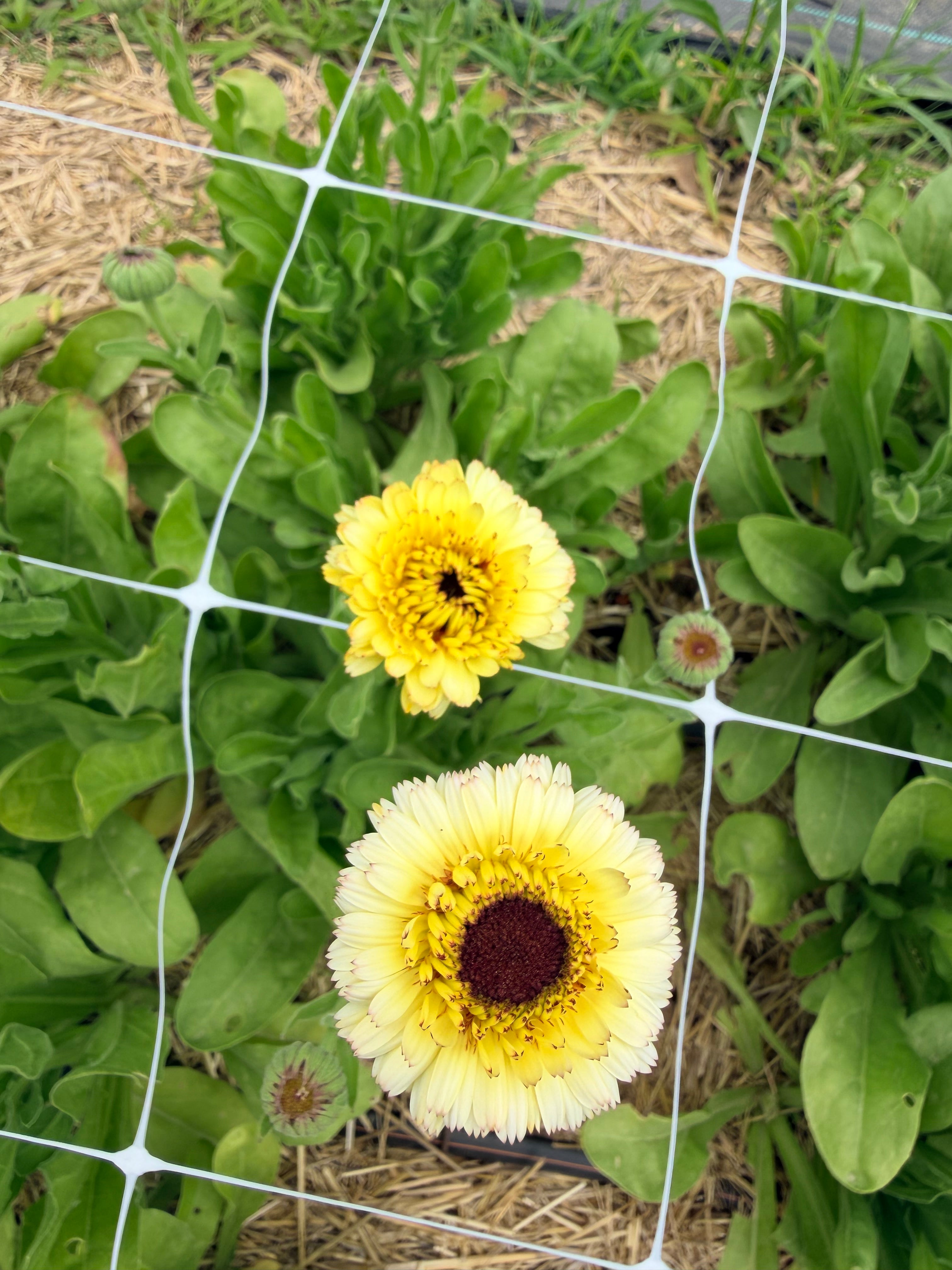 Calendula - Ivory Princess - Bundle of 10 Stems