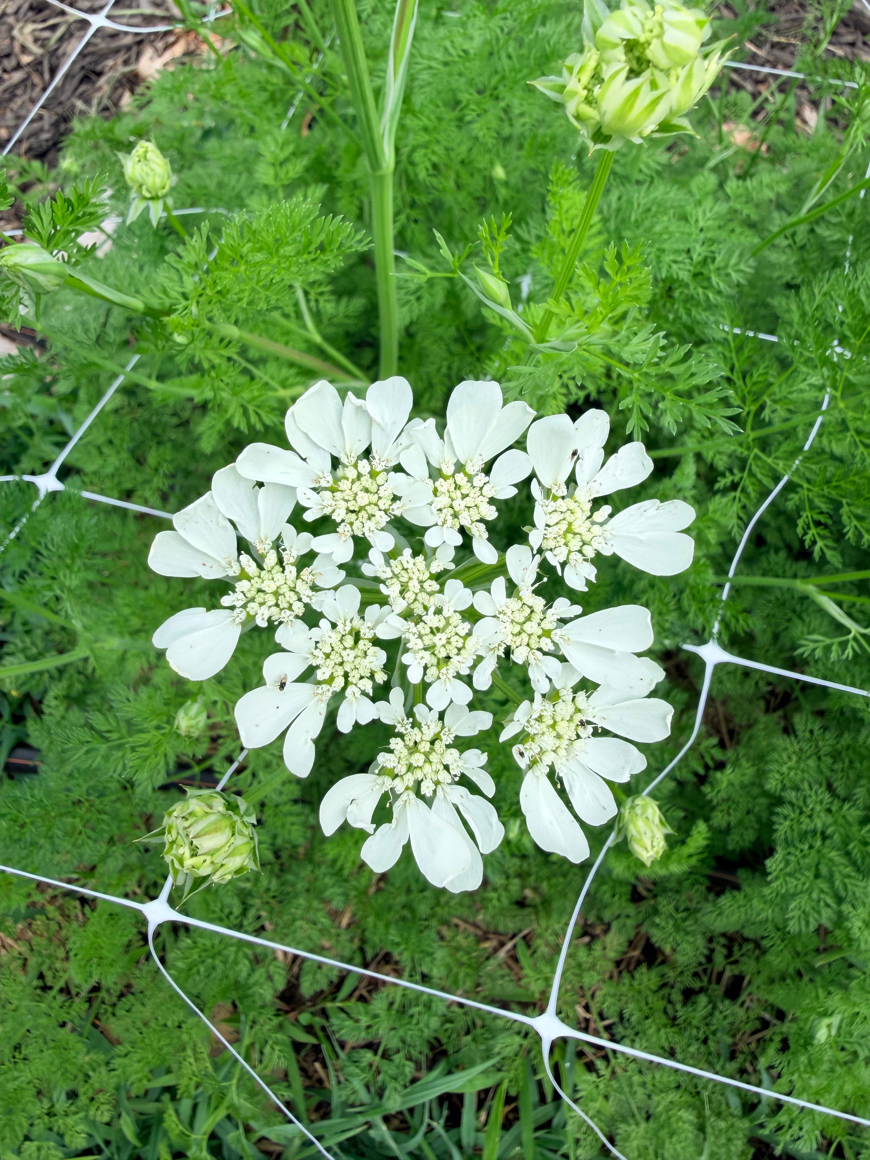 Orlaya - Bundle of 10 Stems